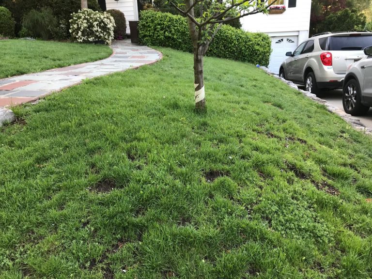 Creeping Thyme Lawn The Pros and Cons
