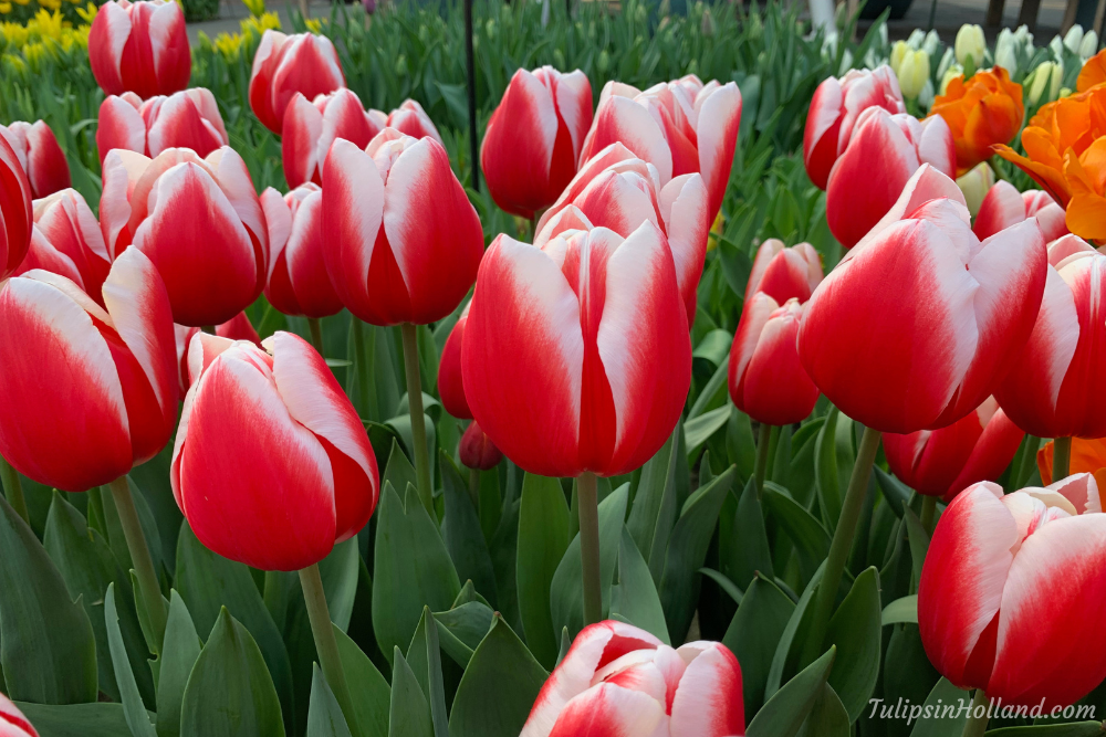How Long Do Tulips Last A Guide To Tulip Bloom Times