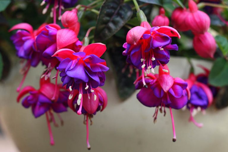 Are Fuchsia Plants Toxic or Poisonous to Cats?