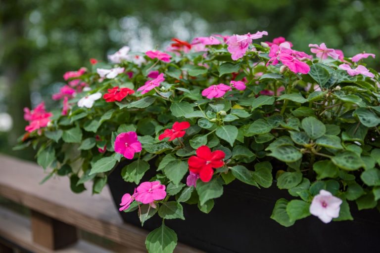 what temperature can impatiens tolerate