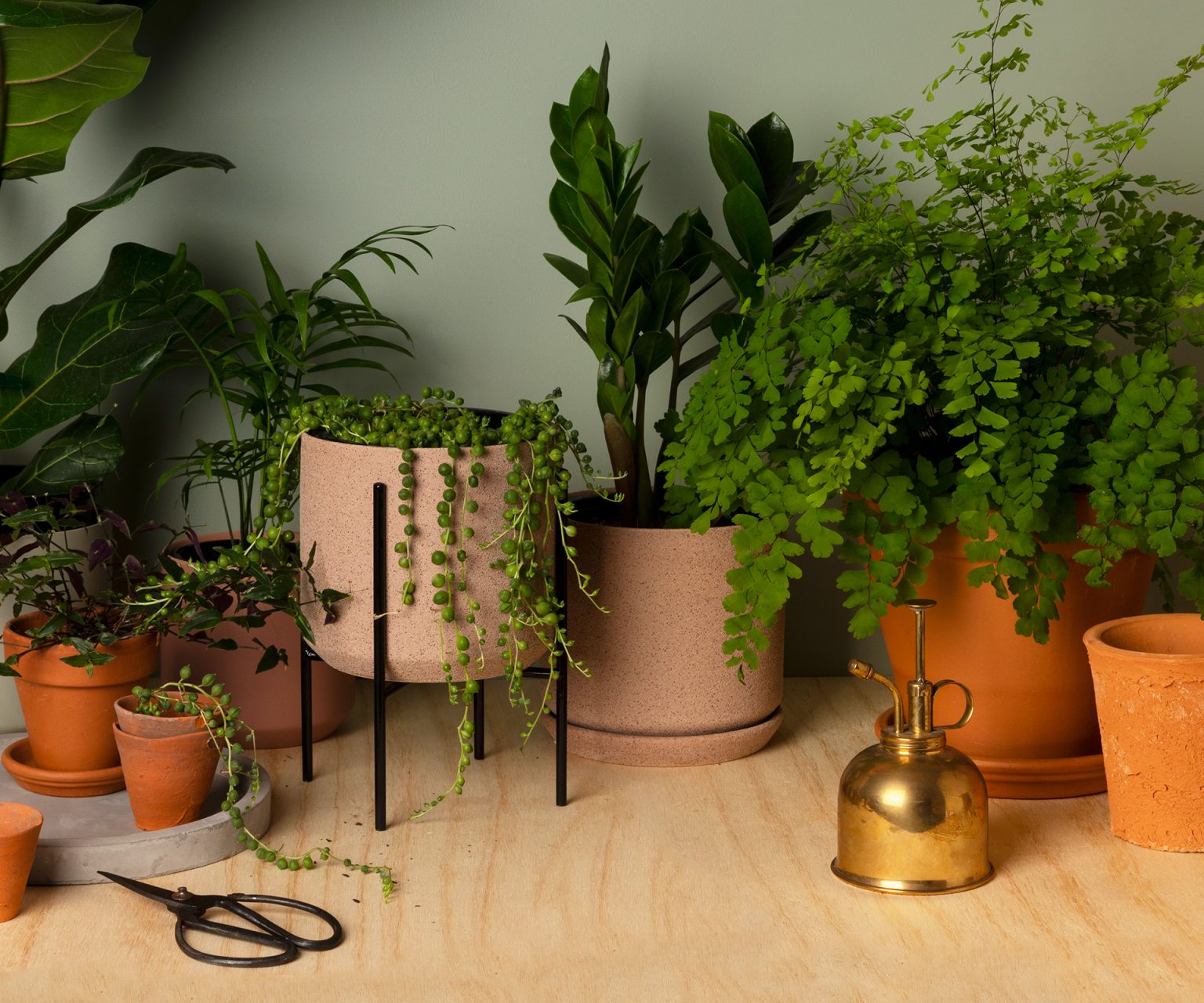 Choosing the Best Indoor Plants for Las Vegas Homes