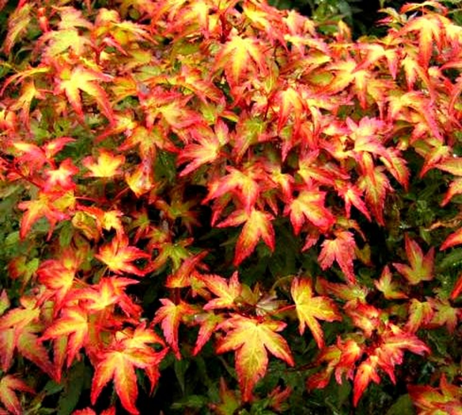 winter care for japanese maple