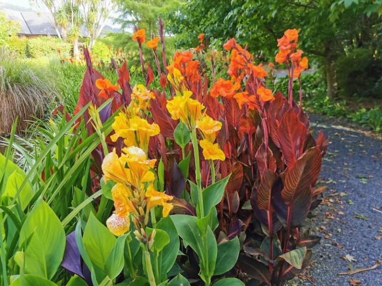 Can Canna Lilies Grow in the Shade? Tips for Partial Sun Locations