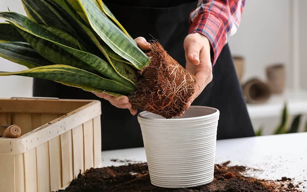 Should You Use Coffee Grounds For Your Snake Plants The Pros And Cons