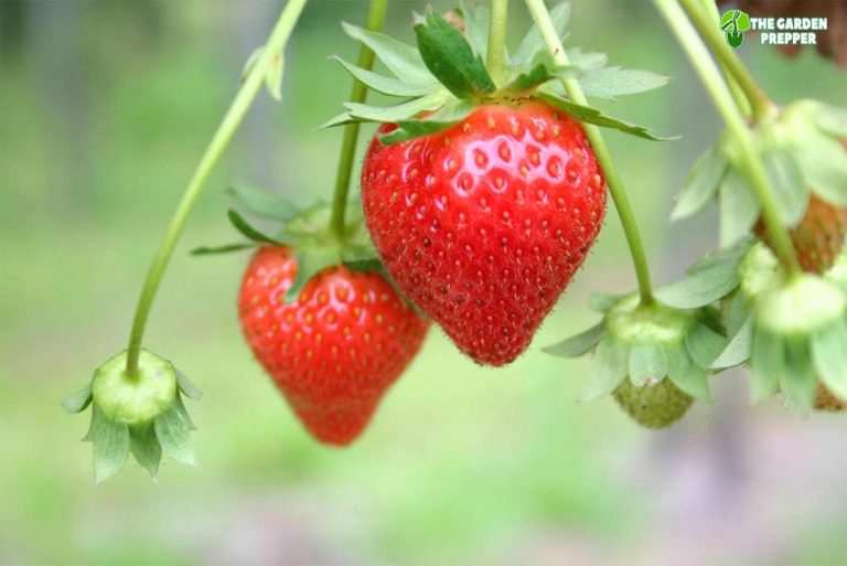 Do Strawberry Plants Really Need a Lot of Sunlight?