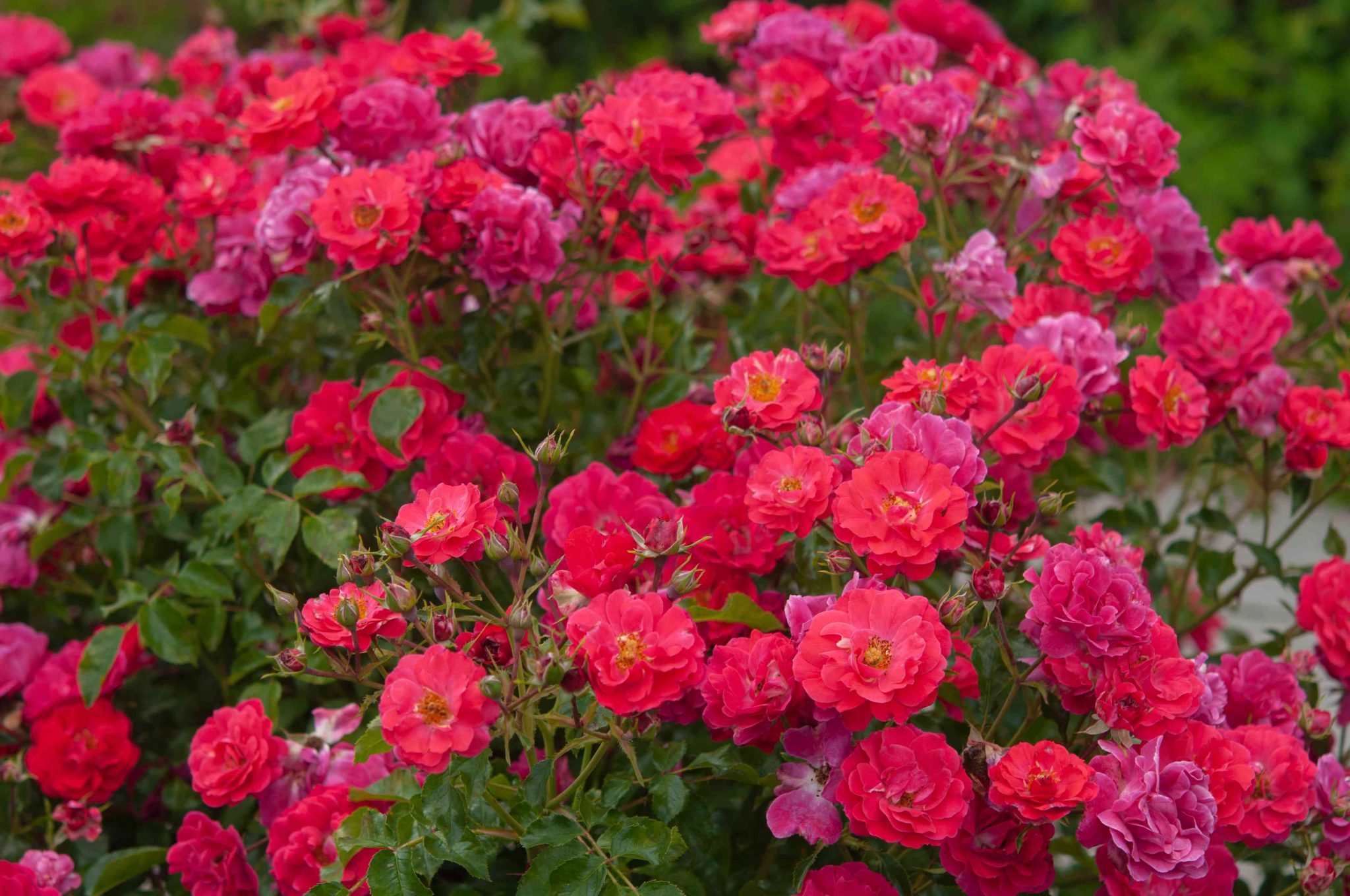 to-split-or-not-to-split-the-ins-and-outs-of-dividing-rose-bushes