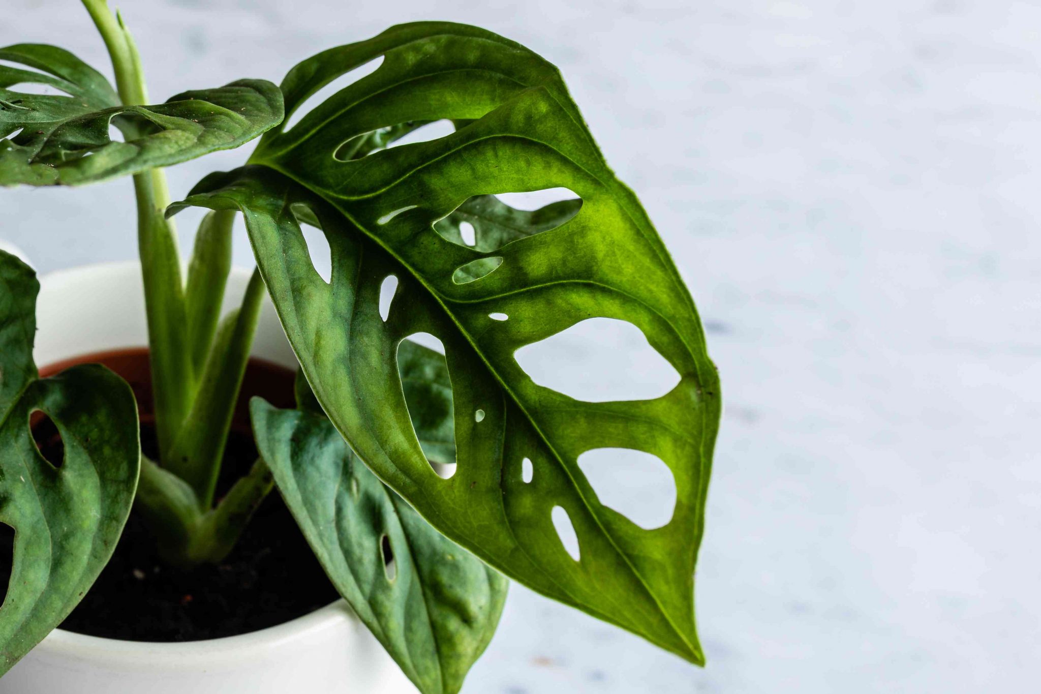 do swiss cheese plants like humidity