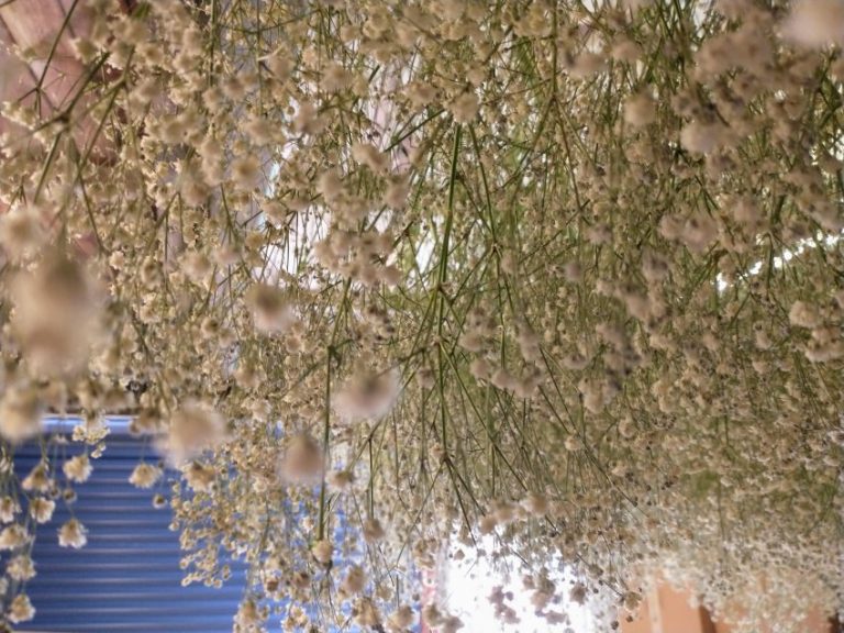 How to Dry Gypsophila Quickly: A Complete Guide for Gorgeous ...