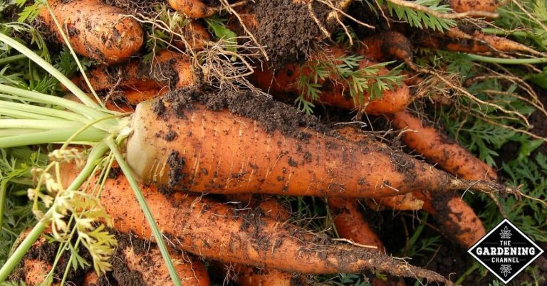 can you leave carrots in the ground over winter