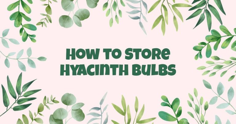 how-to-store-hyacinth-bulbs-768x406.jpg