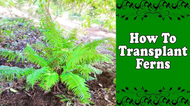 How To Successfully Transplant Ferns 1281