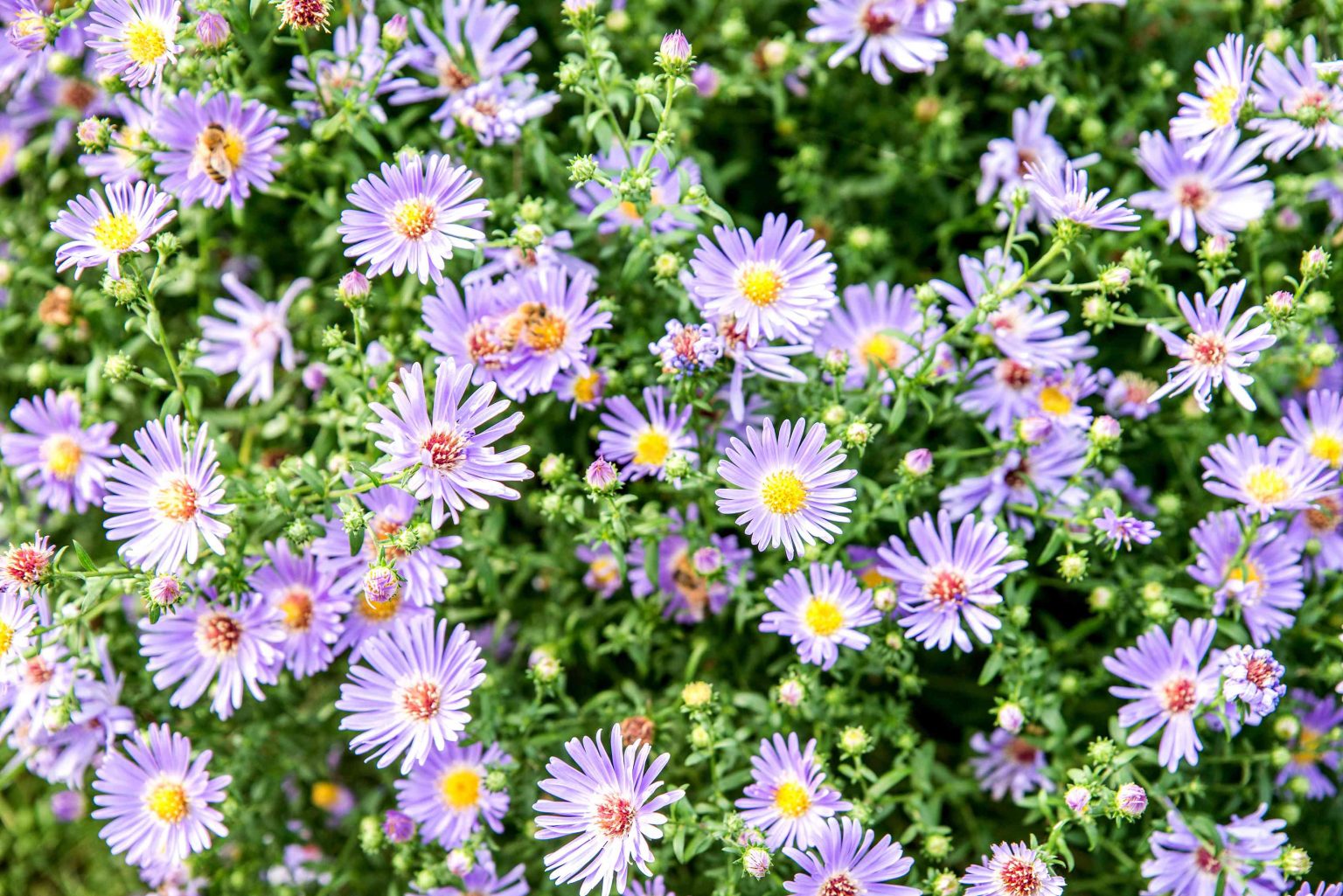 what do asters look like before they bloom