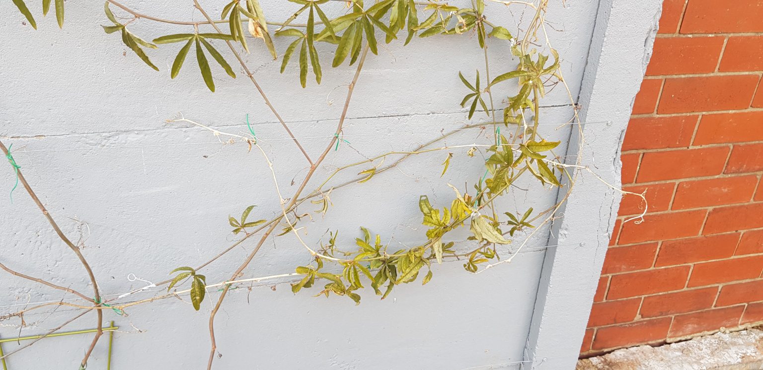 is my passion flower dead