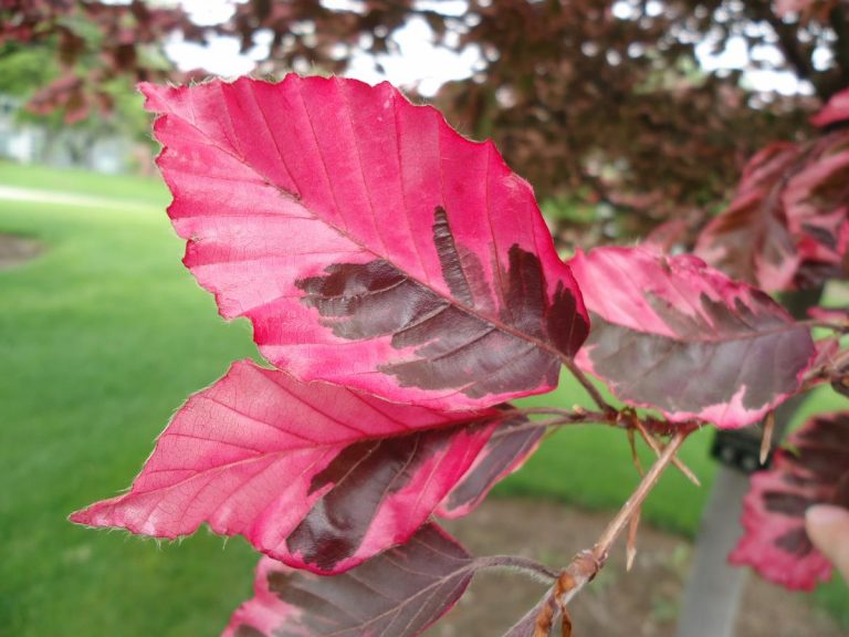 Where to Find Tricolor Beech Trees for Sale Near You