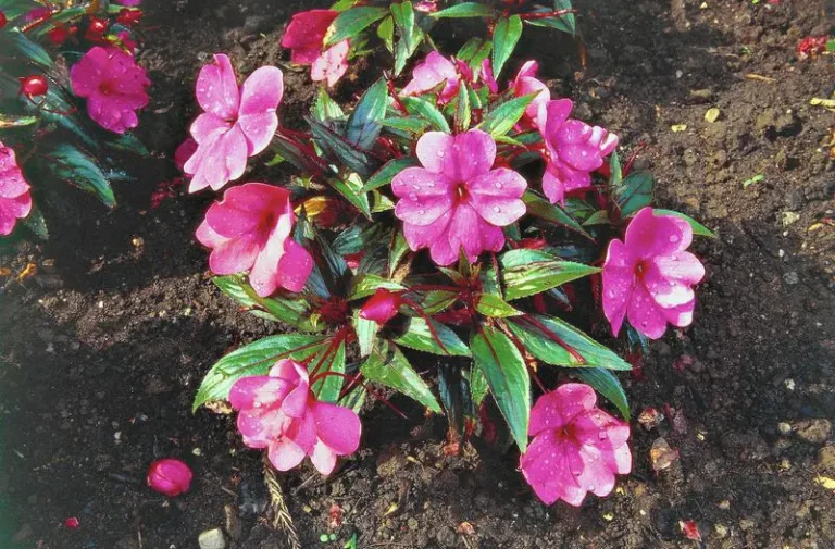 Why Are My Impatiens Dying? How to Diagnose and Treat Common Issues