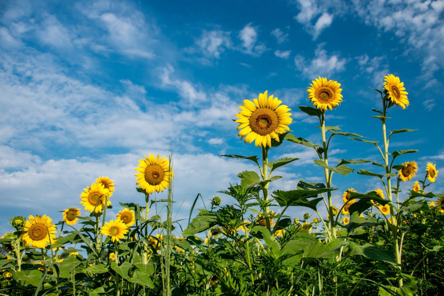 are sunflowers in season right now