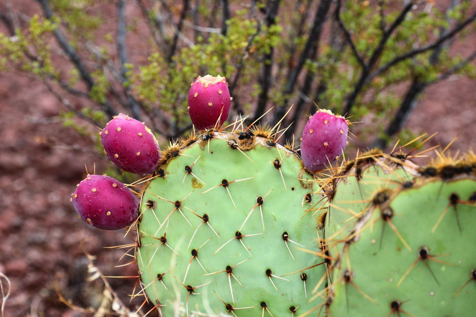 prickly part of a plant