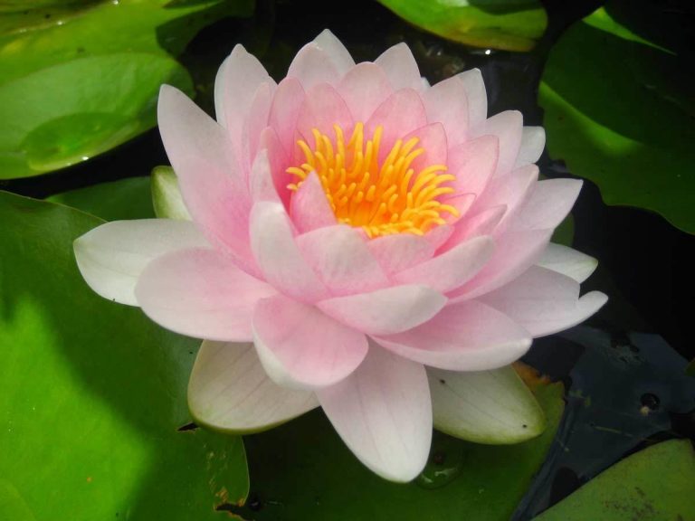 Selecting the Best Hardy Water Lilies for Small Ponds