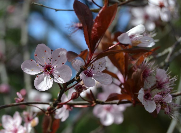 una flor no hace primavera