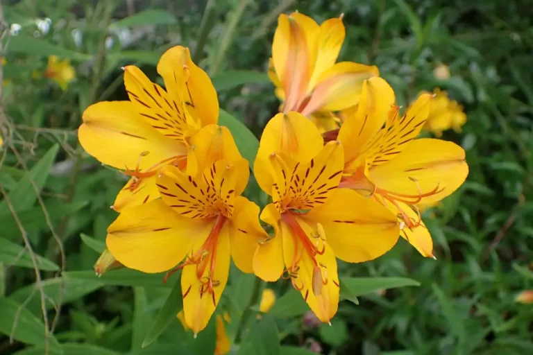 Lily of the Incas - The Meaning Behind This Unique Flower