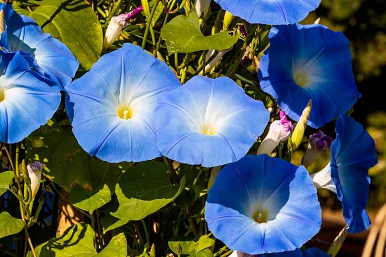 do you cut back morning glories in the fall