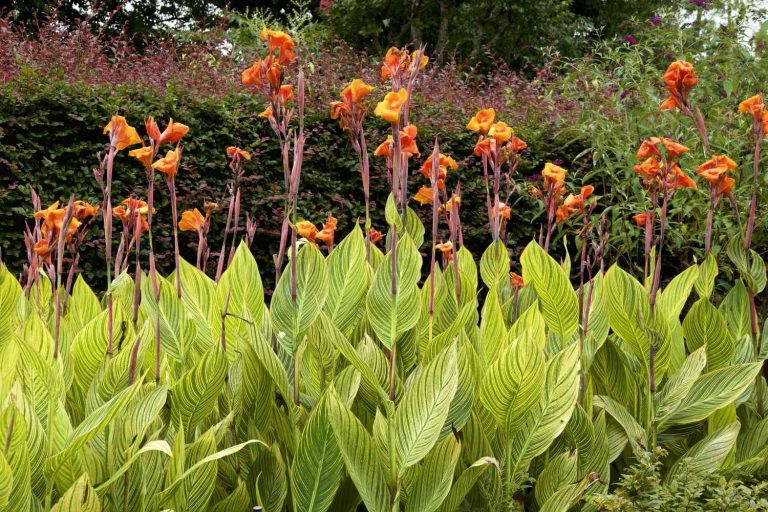 is canna cannova a perennial