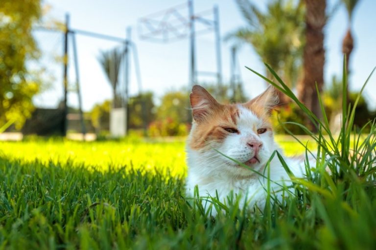 cat ate grass sprayed with pesticide