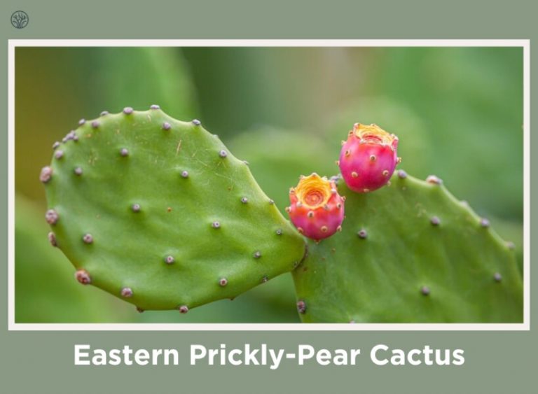 can prickly pear survive winter