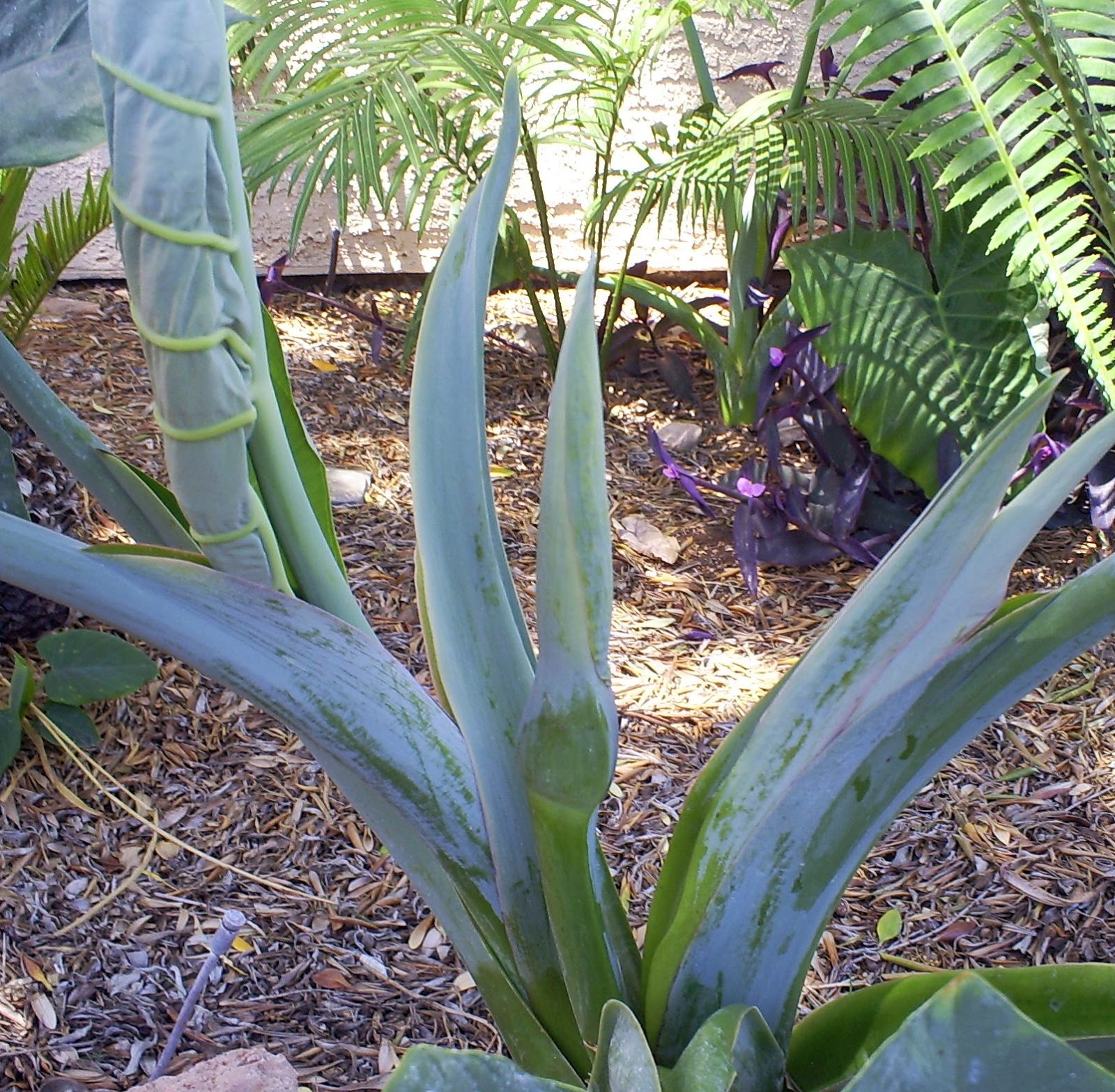 Do Elephant Ear Plants Flower? A Complete Guide