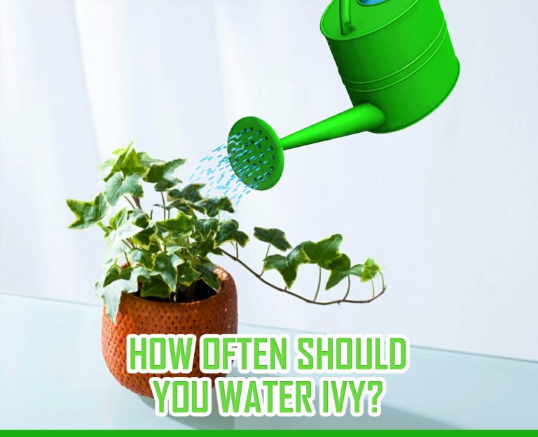 how often should you water an ivy plant