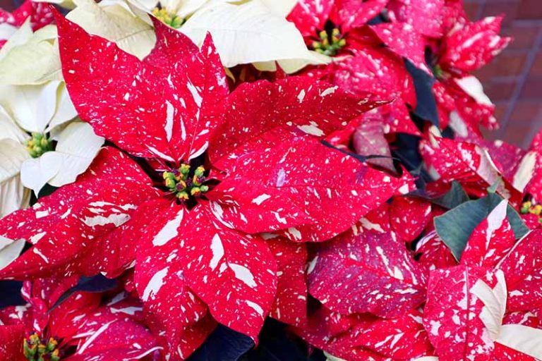 how much sunlight for poinsettia