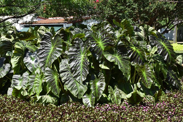 Royal Hawaiian Aloha Elephant Ear A Stunning Tropical Foliage Plant