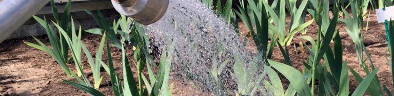 how much water do irises need