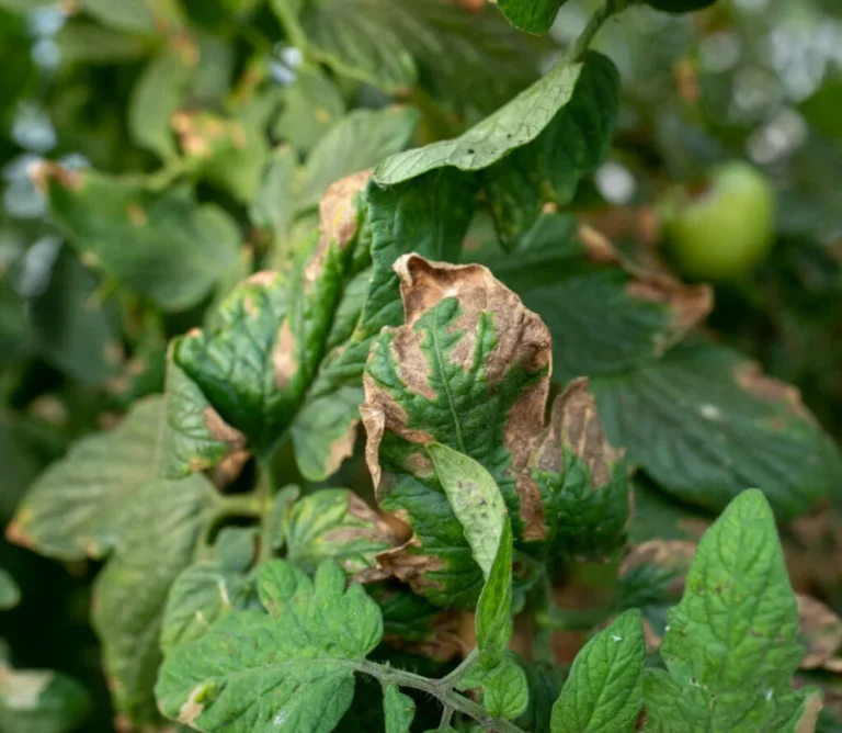 Why Are the Leaves on My Tomato Plant Turning Brown? 9 Common Causes
