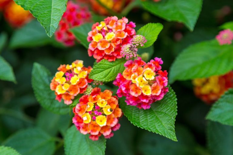 how cold can verbena tolerate