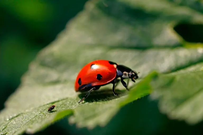 What's Eating My Pea Plants? How to Identify and Stop Pea Pest Problems