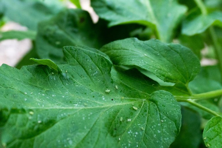 are aphids bad for tomato plants