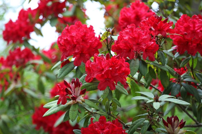 when do you feed azaleas
