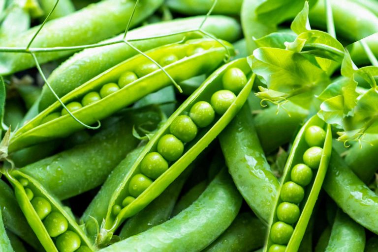 companion plants for sweet peas