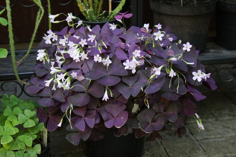 oxalis triangularis leaves turning brown