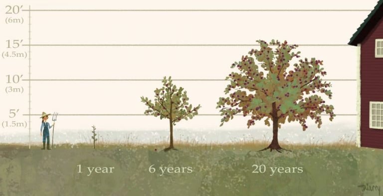 how big does a plum tree grow