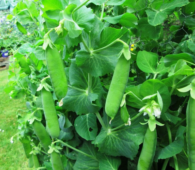 how late can you plant peas