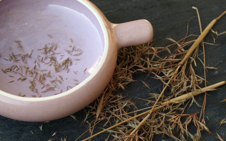 when to start lemongrass seeds indoors