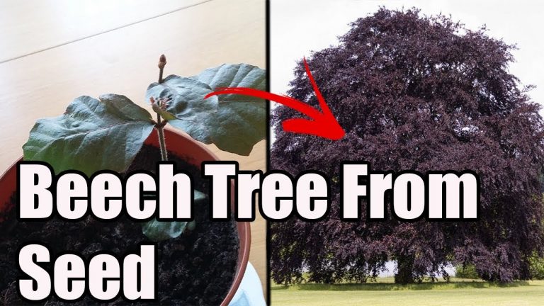 how to grow beech trees from seed