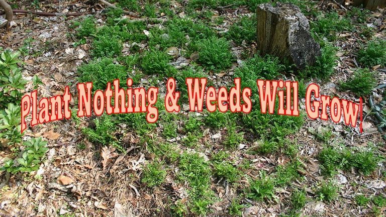 how do weeds grow from nothing