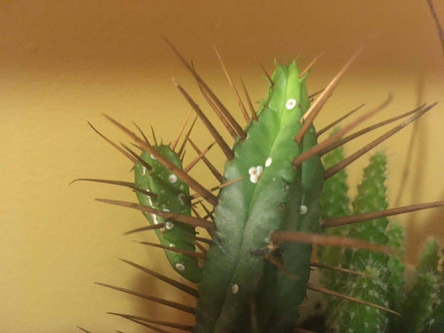white dry spots on cactus