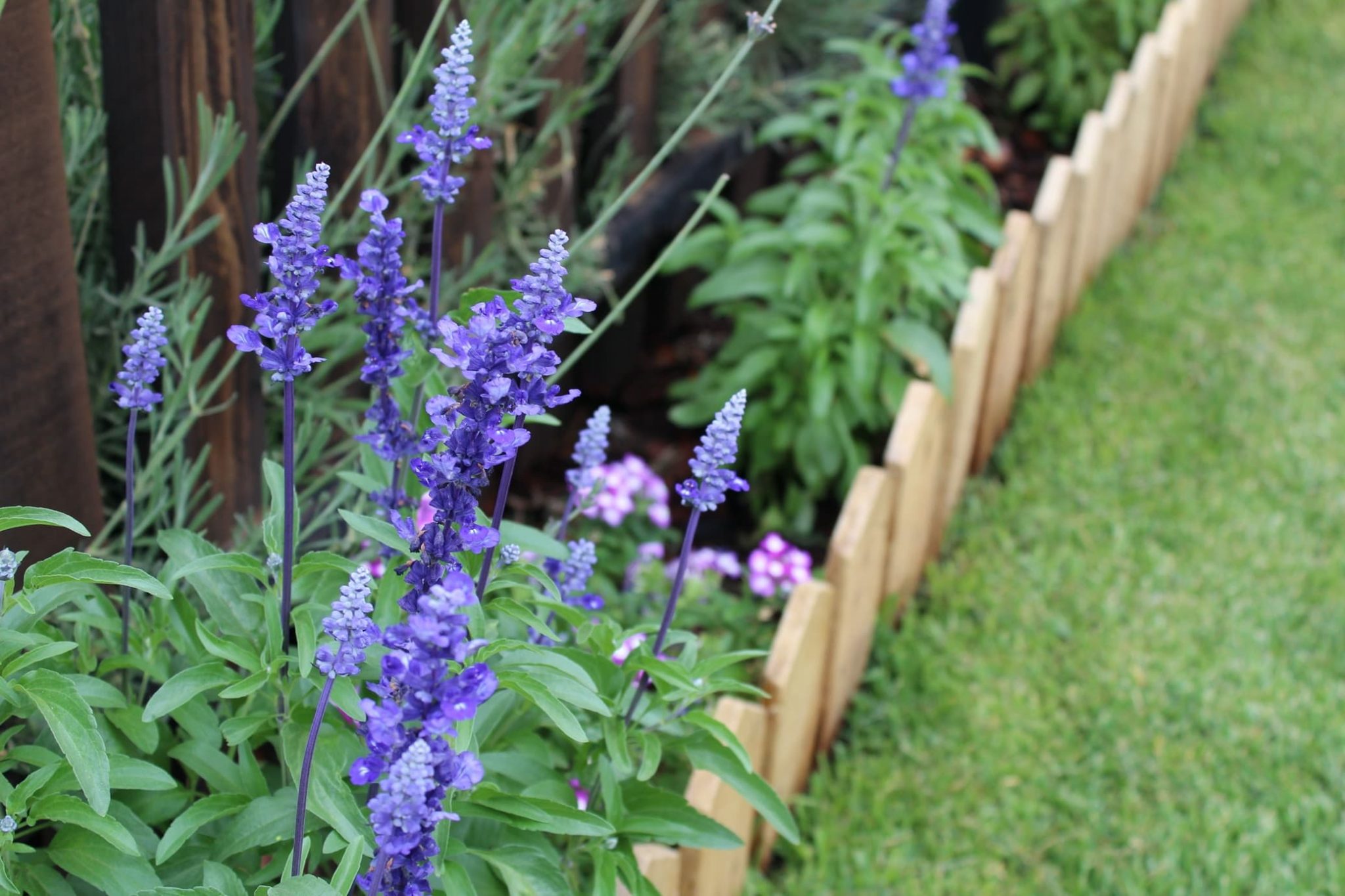 Plants for a Narrow Border Choosing the Best Options for Tight Spaces