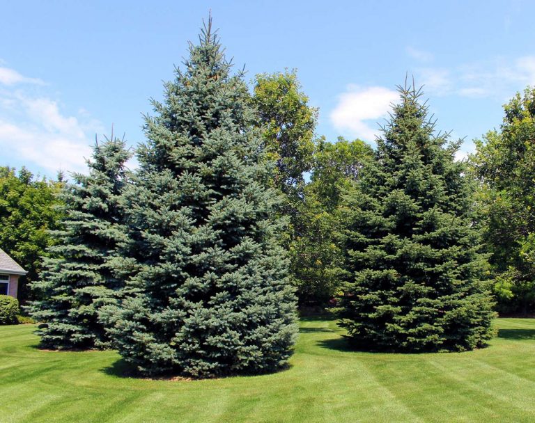 A Visual Guide to Pictures of Evergreen Tree Types