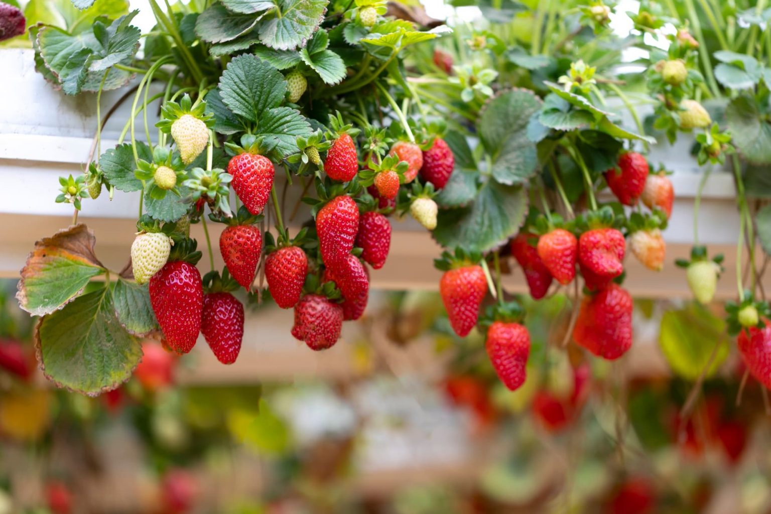 Growing Juicy Strawberries in Hanging Baskets