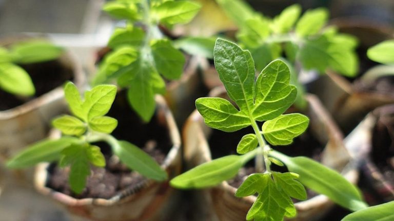 are tomato plants safe for cats